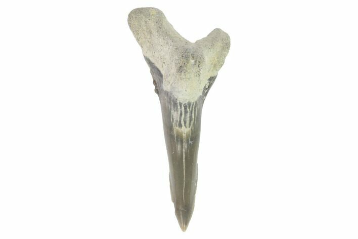 Bone Valley Shark Tooth (Hemipristis) - Lower Tooth #145146